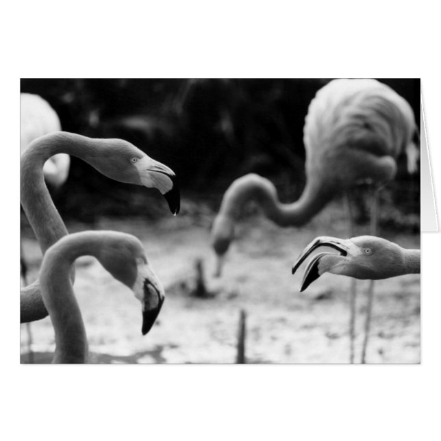 Flamingo Chatter (Voorkant Horizontaal)