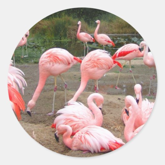FLAMINGO CITY RONDE STICKER (Voorkant)