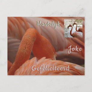 Flamingo Close Up Klant. Gelukkige Verjaardag Ansi Briefkaart