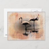 Flamingo Dreams Briefkaart (Voorkant / Achterkant)