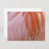 Flamingo Feathers in Shades of Pink (Voorkant / Achterkant)