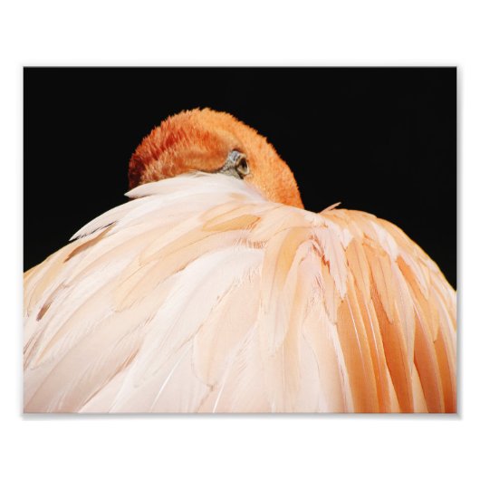 Flamingo Foto Afdruk (Voorkant)