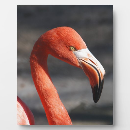 Flamingo Fotoplaat (Voorkant)
