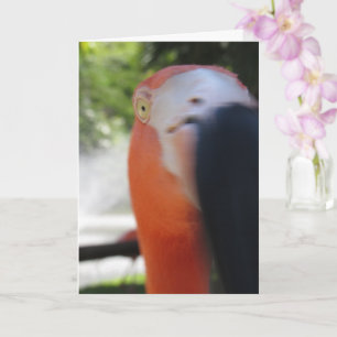 Flamingo Funny Wenskaart voor iedereen Kaart