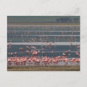Flamingo Gathering - Briefkaart
