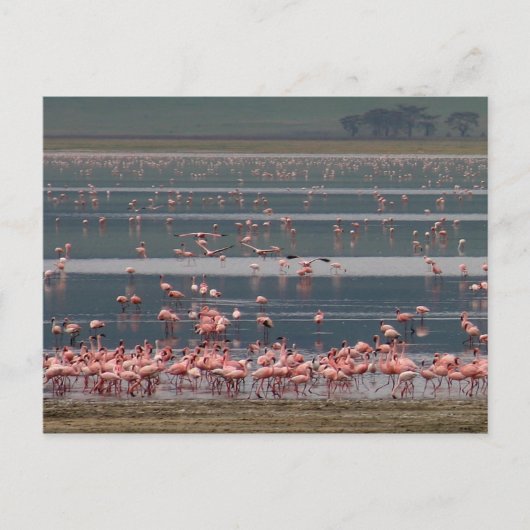 Flamingo Gathering - Briefkaart (Voorkant)
