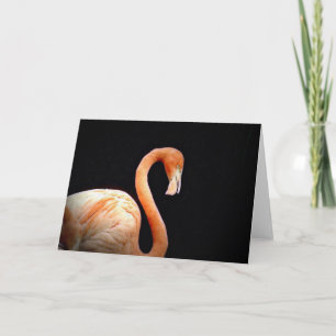 Flamingo Kaart