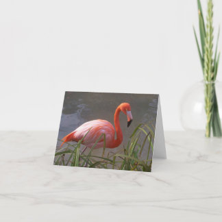 Flamingo Kaart