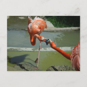 Flamingo Kiss Briefkaart