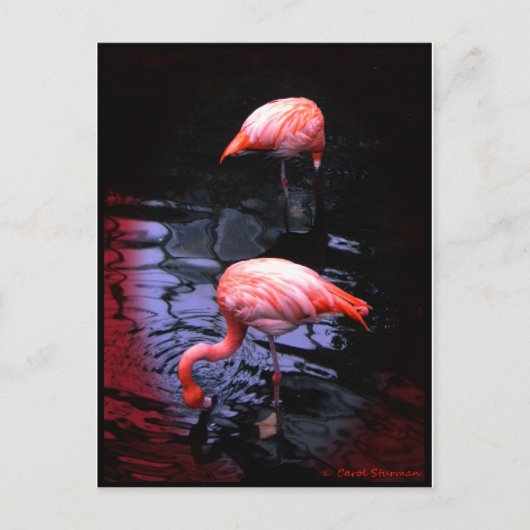 FLAMINGO-kopie Briefkaart (Voorkant)