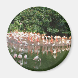flamingo-koppel magneet