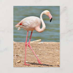 Flamingo loopt vlakbij vijver briefkaart