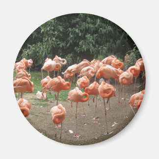 Flamingo Magneet