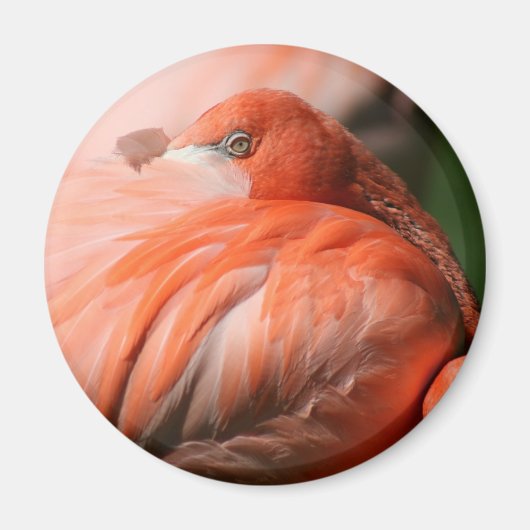 Flamingo Magnet Magneet (Voorkant)