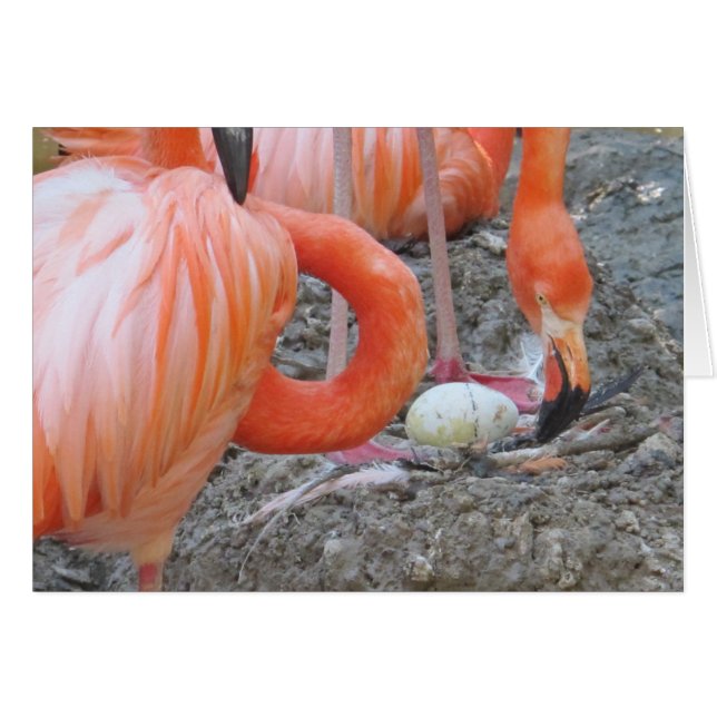 Flamingo met eieren (Voorkant Horizontaal)