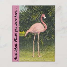 Flamingo, Miami, Florida Briefkaart