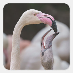 Flamingo Moeder en Baby Vierkante Sticker