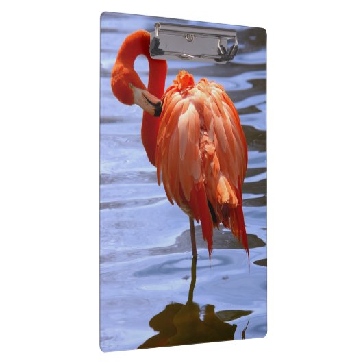 Flamingo on one leg in water klembord (Rechts)