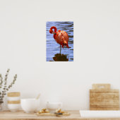 Flamingo on one leg in water poster (Keuken)