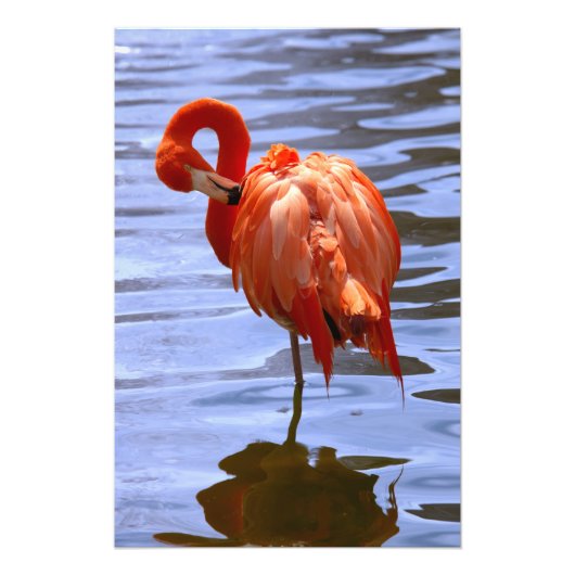 Flamingo op één been in het water foto afdruk (Voorkant)