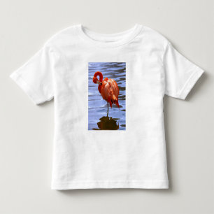 Flamingo op één been in het water kinder shirts
