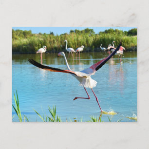 Flamingo op het water in Camargue Briefkaart