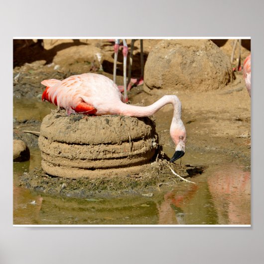 Flamingo op zijn nest poster (Voorkant)