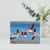 Flamingo Pink Flight Wildlife Foto Briefkaart (Staand voorkant)