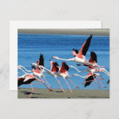 Flamingo Pink Flight Wildlife Foto Briefkaart (Voorkant / Achterkant)