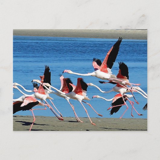 Flamingo Pink Flight Wildlife Foto Briefkaart (Voorkant)