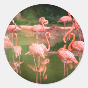 Flamingo Pink Ronde Sticker