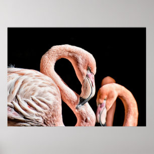 Flamingo Pink Wildlife Foto Poster