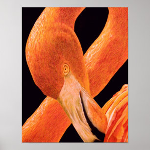 Flamingo Portret Poster