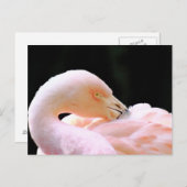 Flamingo Post Card Briefkaart (Voorkant / Achterkant)