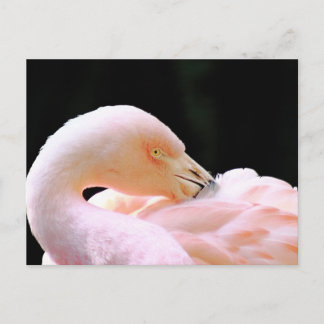 Flamingo Post Card Briefkaart