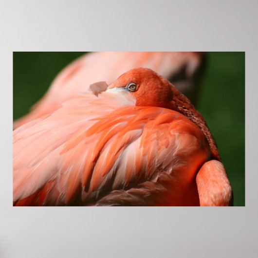 Flamingo Poster (Voorkant)