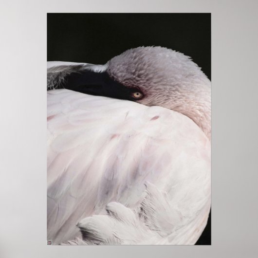 Flamingo Poster (Voorkant)