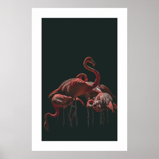 Flamingo Poster (Voorkant)