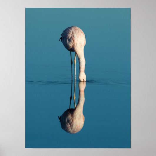 Flamingo Reflection, Laguna Chaxa, Atacama Poster (Voorkant)