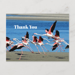 Flamingo Roze Vlucht Wildlife Foto Bedankt Briefkaart