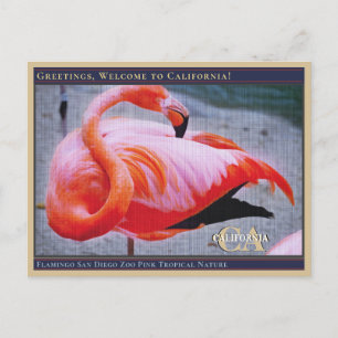 Flamingo San Diego Zoo Roze tropische Natuur Briefkaart