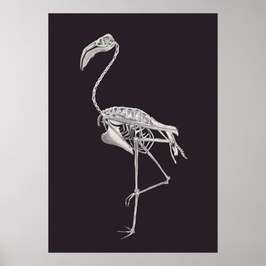 Flamingo Skeleton Bird Halloween Animal Anatomie Poster (Voorkant)
