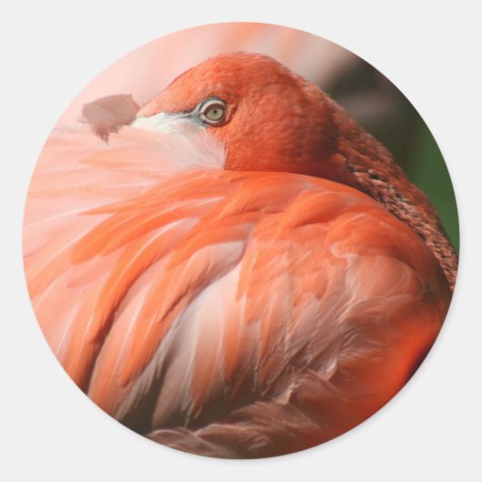 Flamingo Sticker (Voorkant)