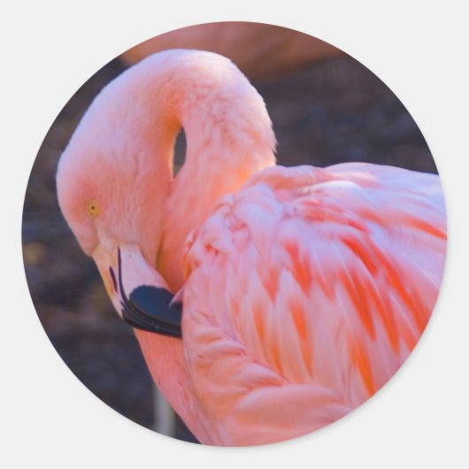 Flamingo Sticker (Voorkant)