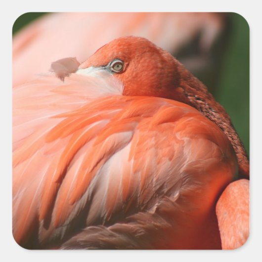 Flamingo Sticker (Voorkant)