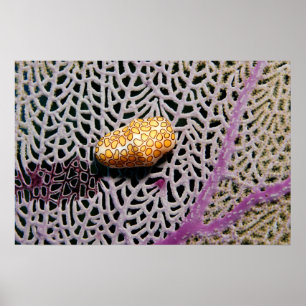 Flamingo Tongue Cowrie Poster door James Fatherree