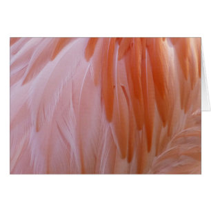 Flamingo-veren in roze tinten