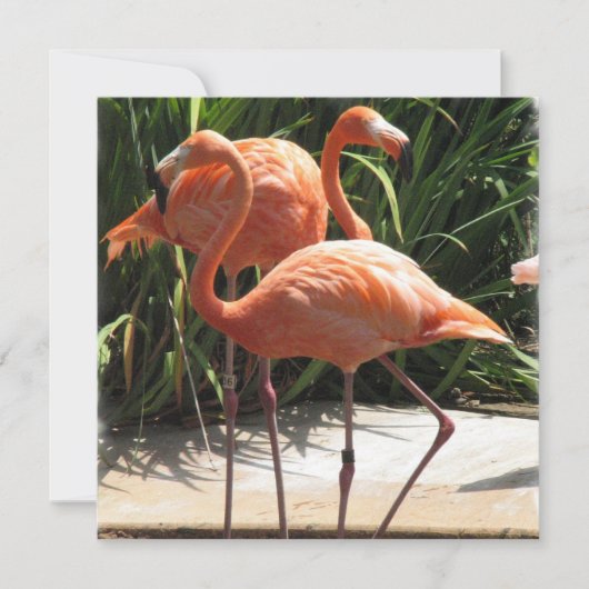 Flamingo Vluchtaanroep Kaart (Voorkant)