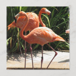 Flamingo Vluchtaanroep Kaart