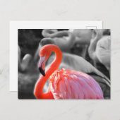 Flamingo Vogelfotografie Briefkaart (Voorkant / Achterkant)